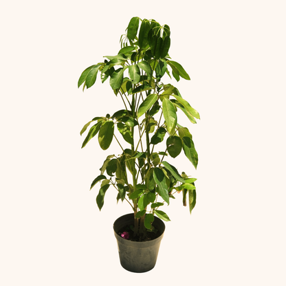 Aralea Schefflera