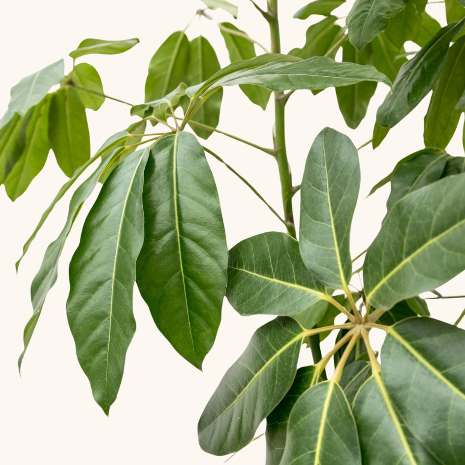 Aralea Schefflera