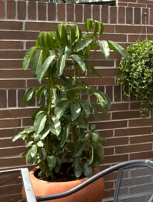 Aralea Schefflera