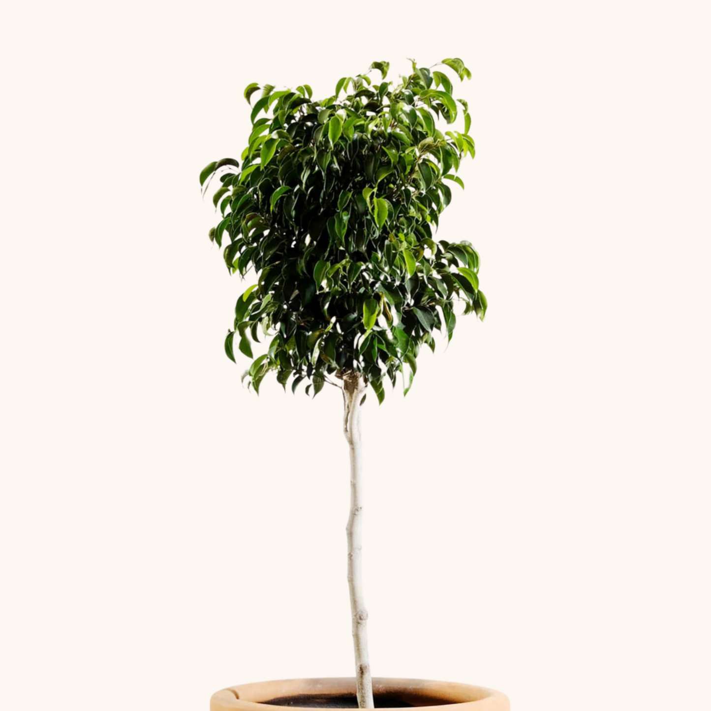 Árbol Ficus Benjamina