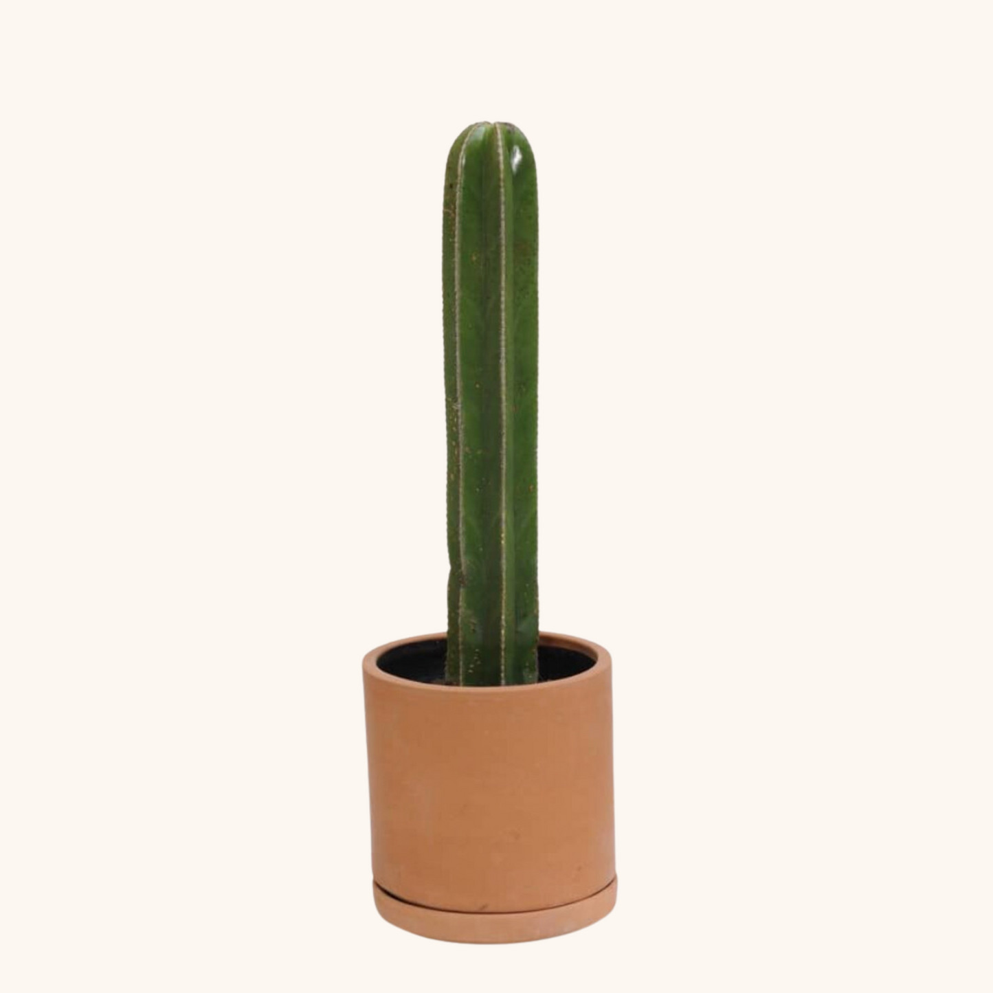 Cactus Órgano