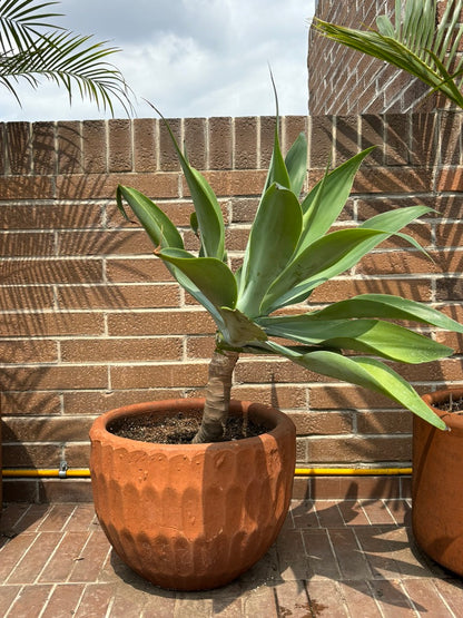 agave attenuata en maceta de barro