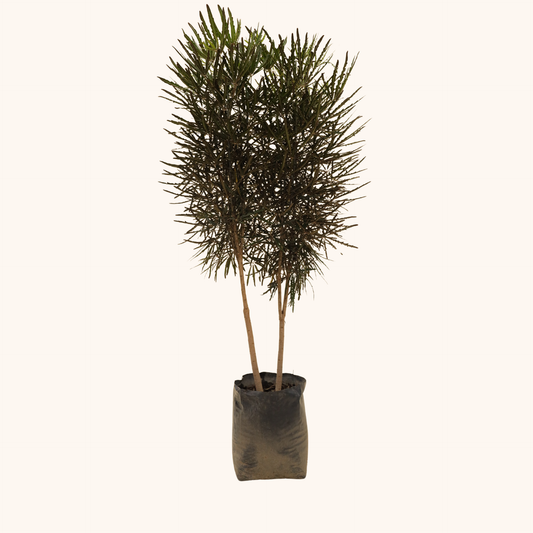 Aralia Elegantísima