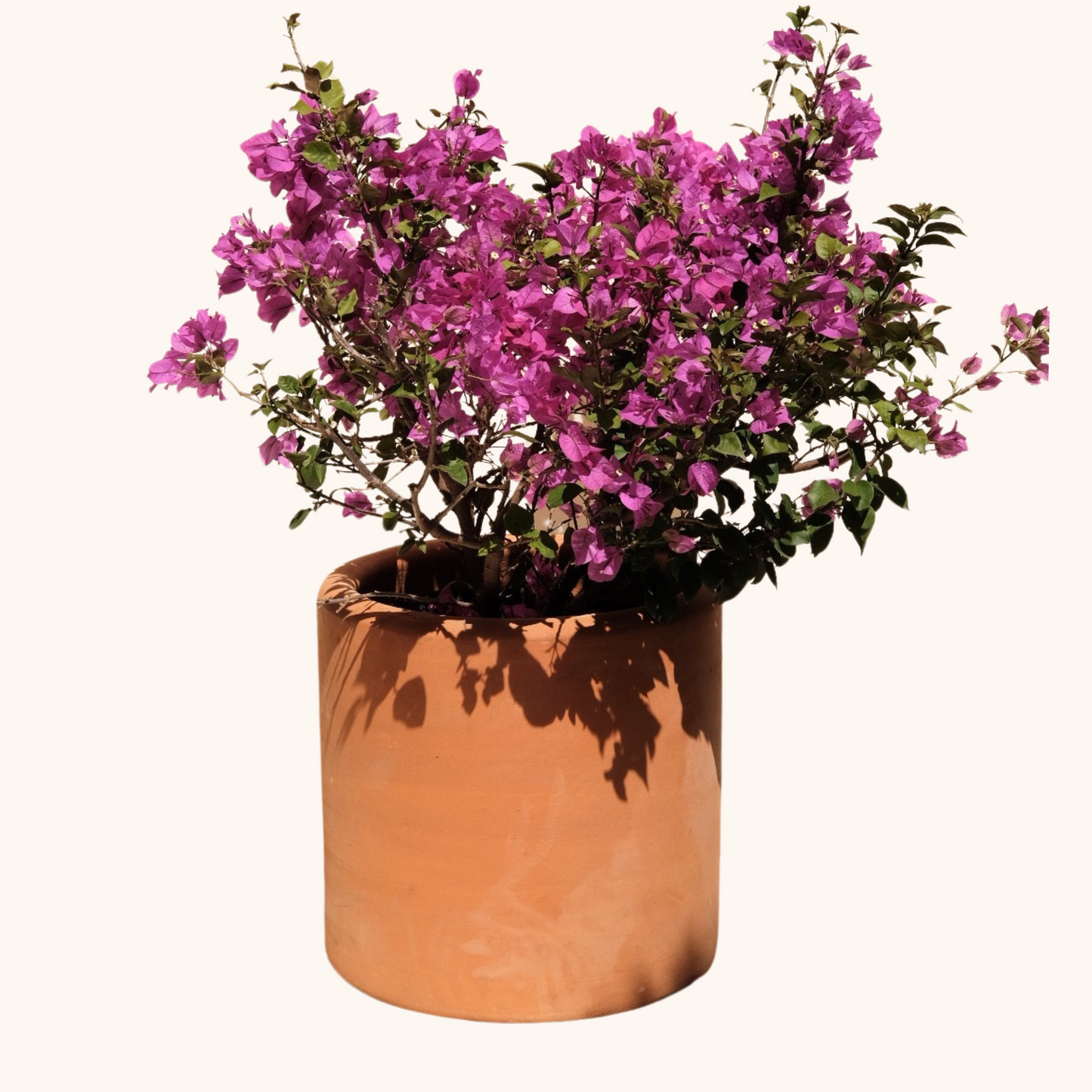 Bugambilia o Bougainvillea