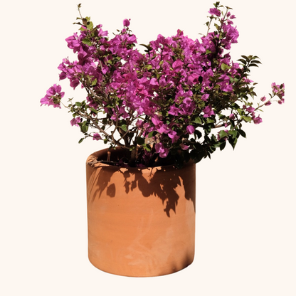 Bugambilia o Bougainvillea