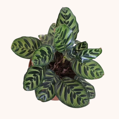 calathea makoyana