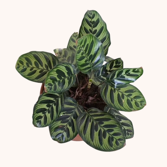 calathea makoyana