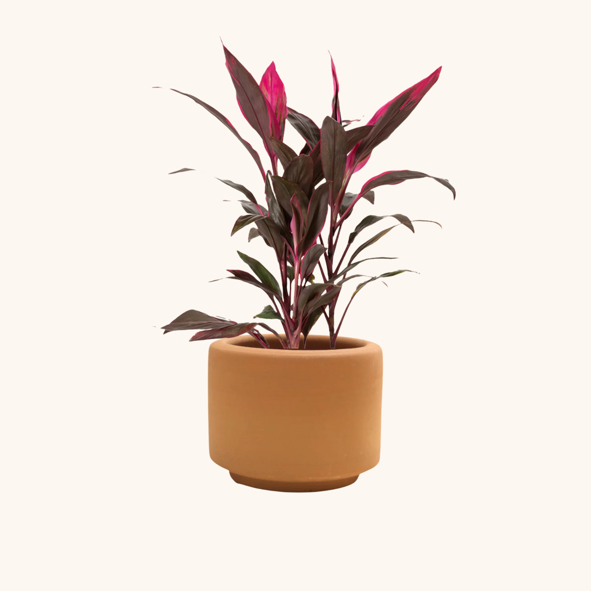 pomada dracaena para que sirve Dracaena Roja. Planta con hojas rosas para interior