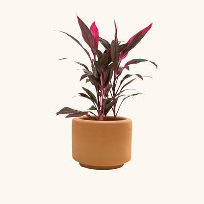 Dracaena Rosa