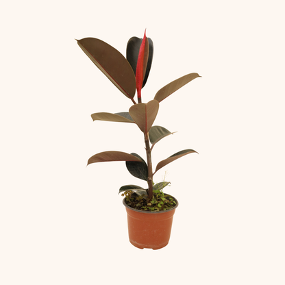 Ficus Hule Negro o Ficus Elástica