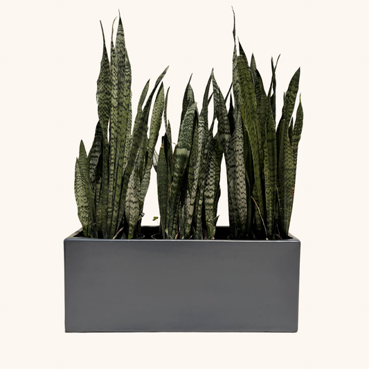 jardinera de fibra de vidrio con sansevierias o lenguas de suegra