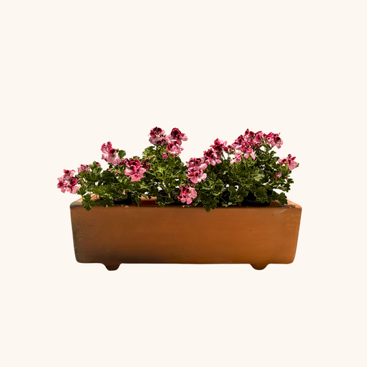 Jardinera de barro con Geranios colores