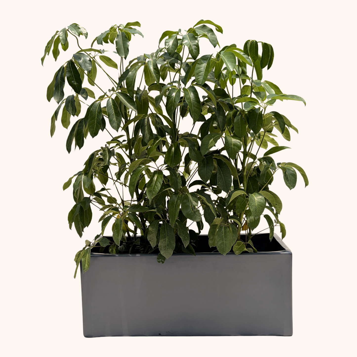 Jardinera con Scheffleras altas