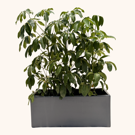 Jardinera con Scheffleras altas