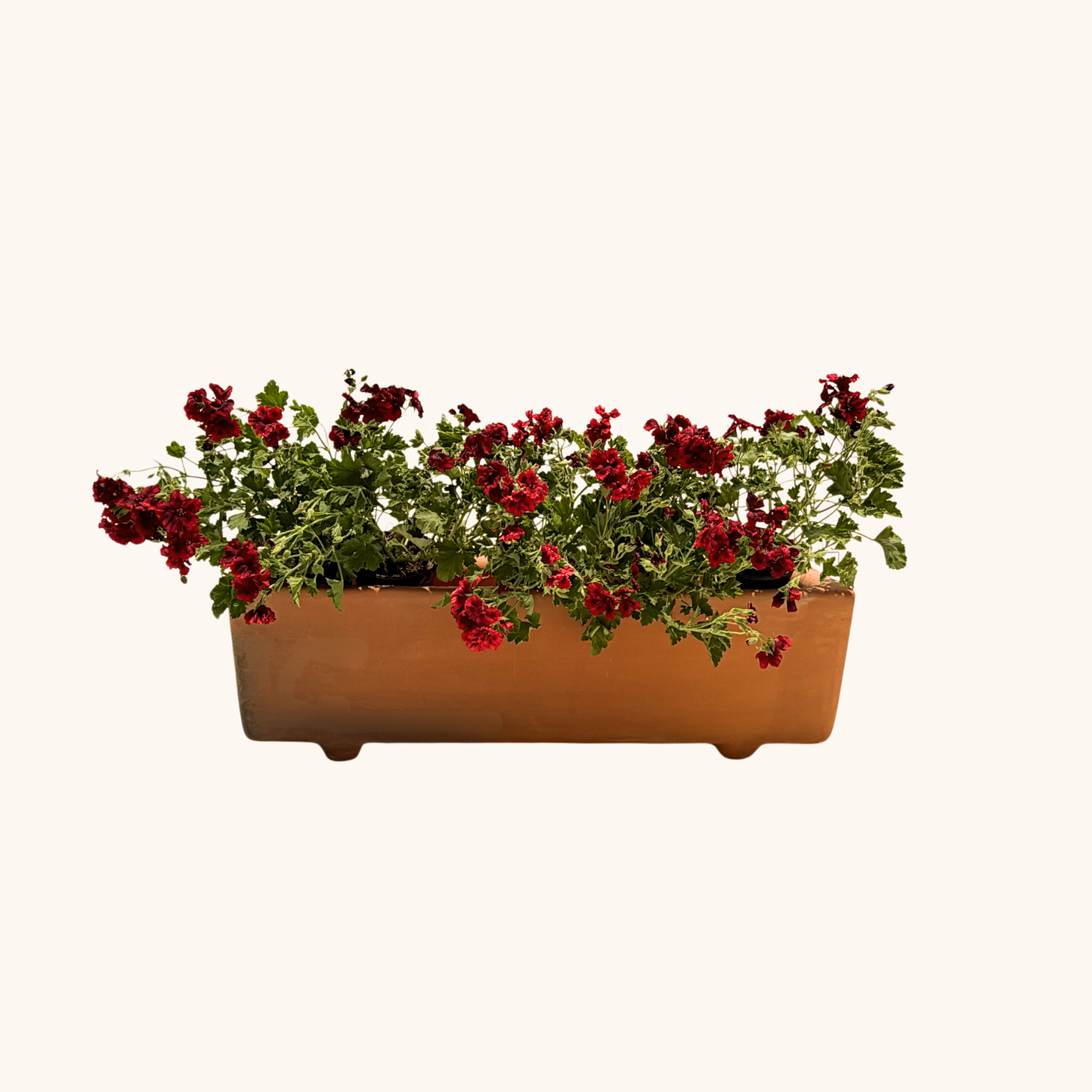 Jardinera de barro con Geranios rojos