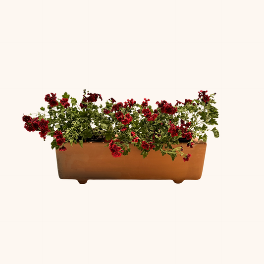 Jardinera de barro con Geranios rojos