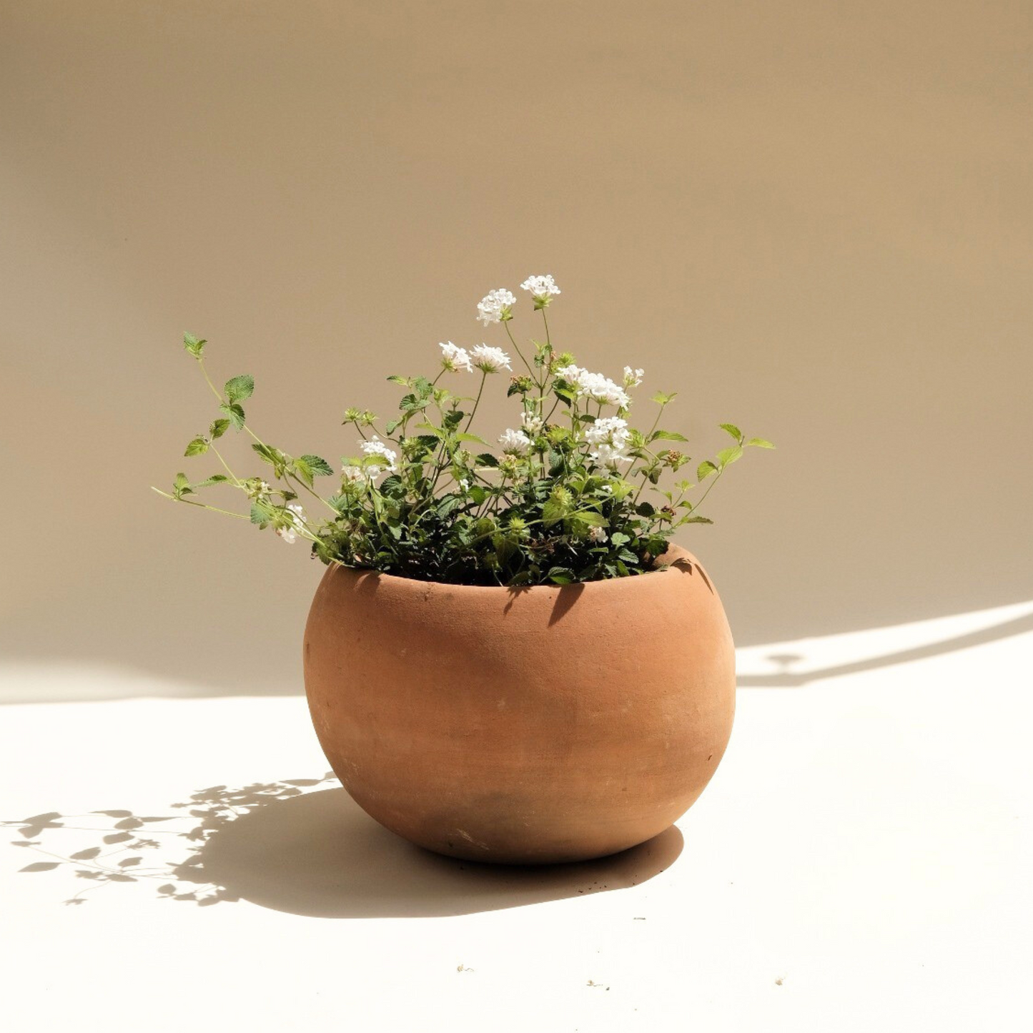 Lantana montevidensis ‘Alba’