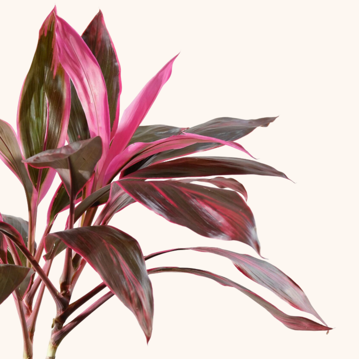 dracaena roja Dracaena Roja. Planta con hojas rosas para interior