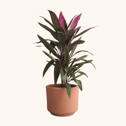 Dracaena Roja