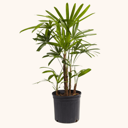 palma rafia planta Palma Raffis o Raphis – Monstera Folks