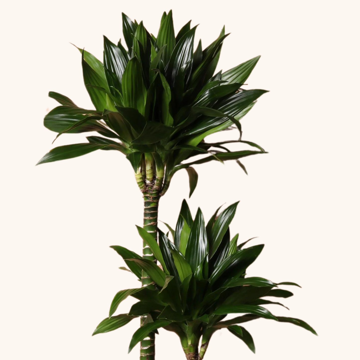 dracaena compacta cuidados Dracaena Compacta – Monstera Folks