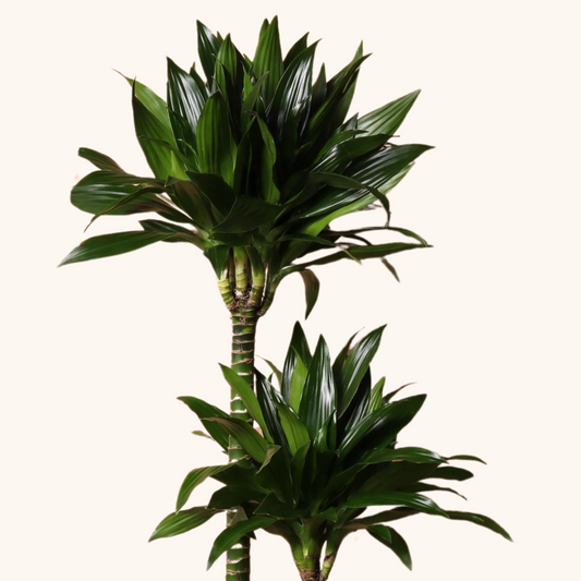 Dracaena Compacta