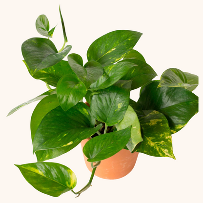 Teléfono o Pothos