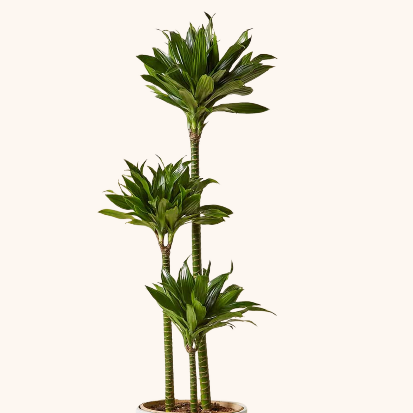 Dracaena Compacta