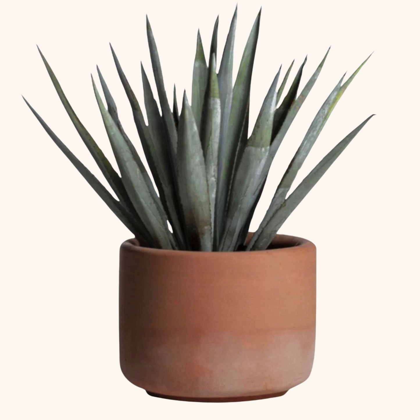 Agave Azul