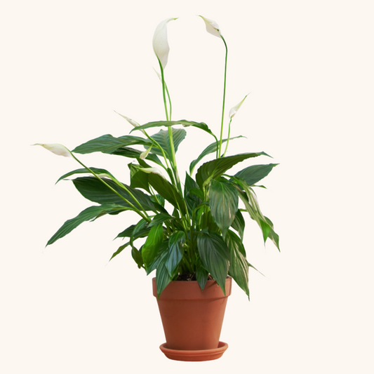Mini Cuna de Moisés