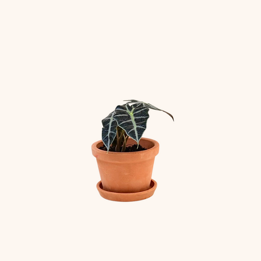 Mini Alocasia Amazonica