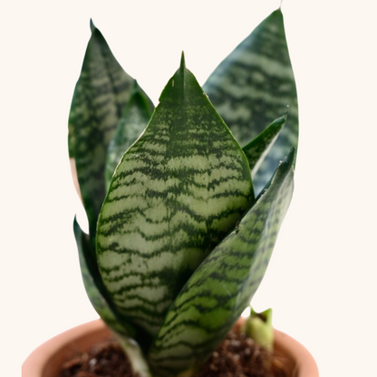 Mini Lengua de Suegra o Sansevieria