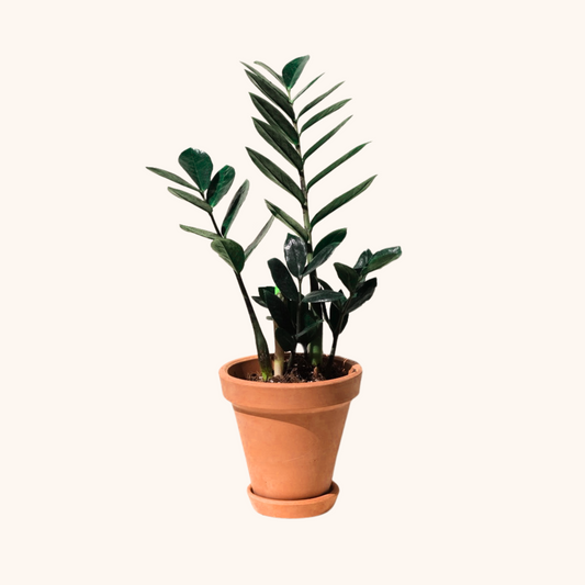 Mini ZZ Plant o Zamioculca