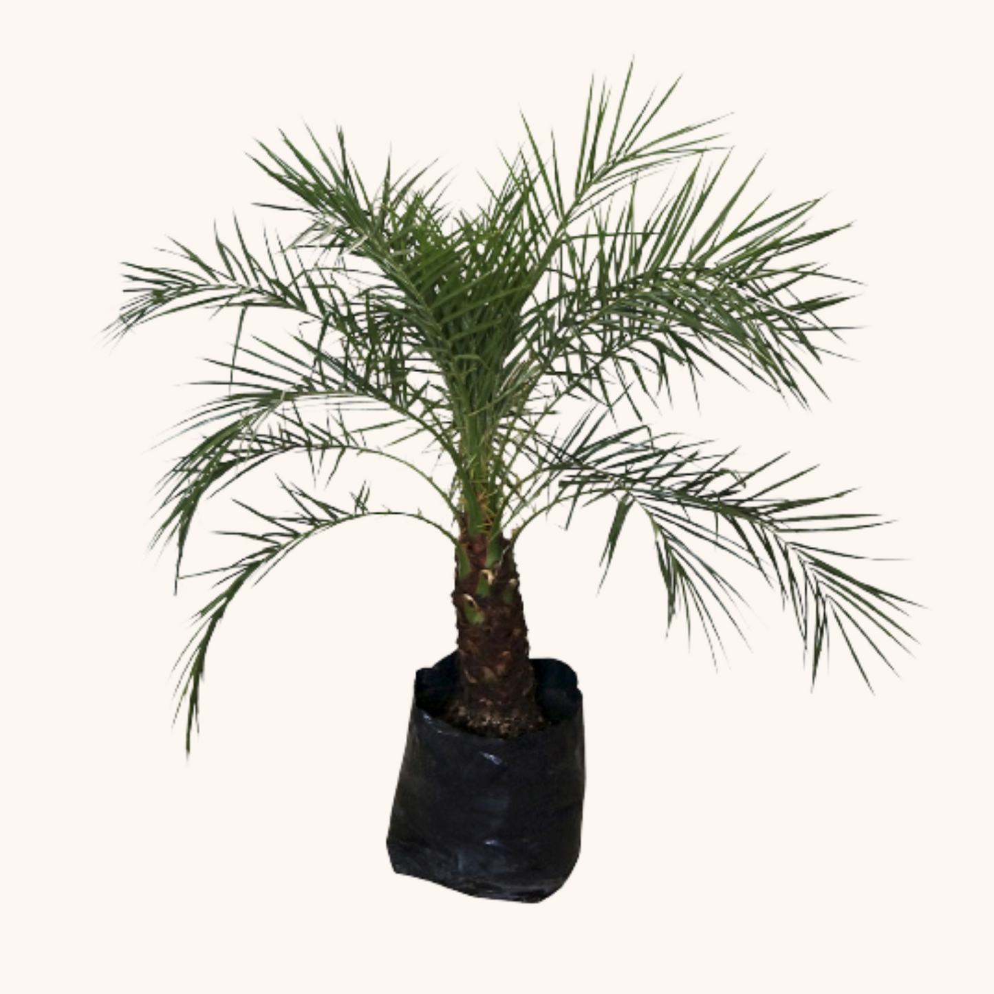 Palma Robelina o Palmera Enana