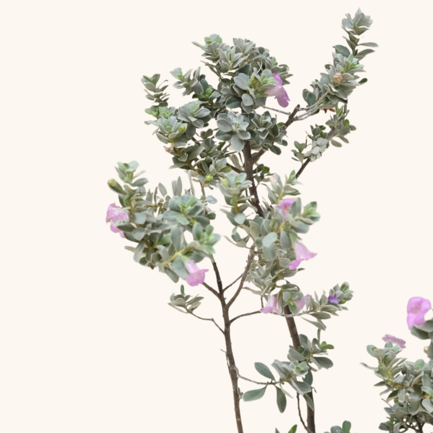 Leucophyllum Texas