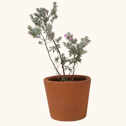 Leucophyllum Texas