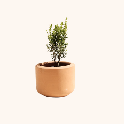 Buxus Microphylla o Boj pequeño