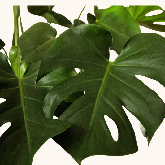 Monstera Deliciosa o Costilla de Adán