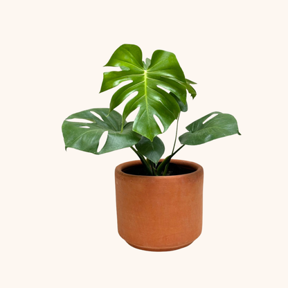 Monstera Deliciosa Costilla de Adán o Piñanona