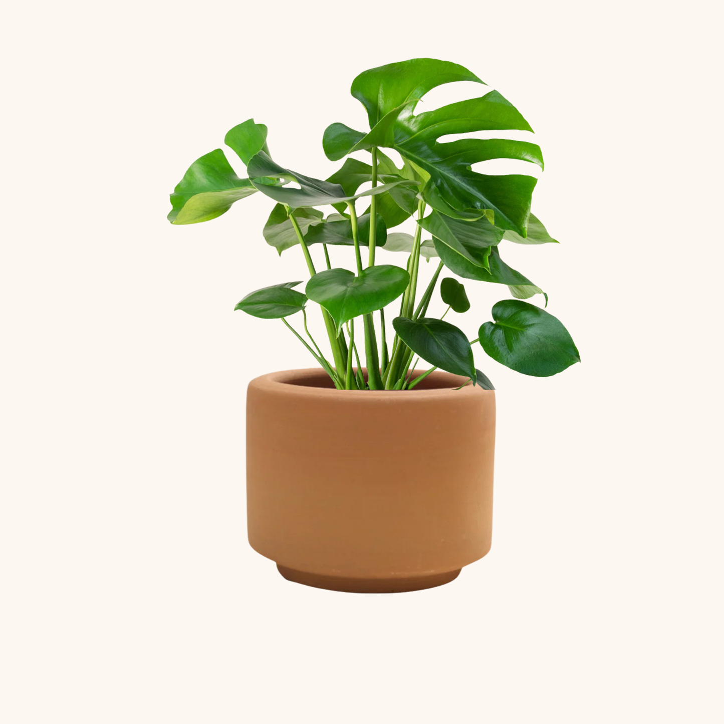 Monstera Deliciosa Costilla de Adán o Piñanona