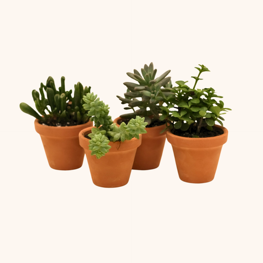 Pack de suculentas
