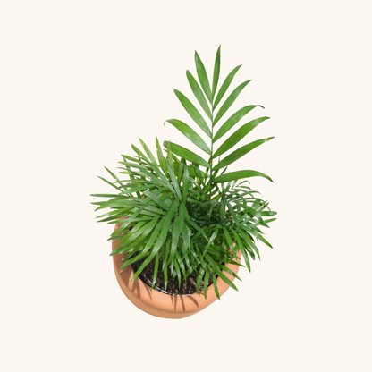 palma bella planta Palma Camedor - Planta de resolana con Envío en CDMX