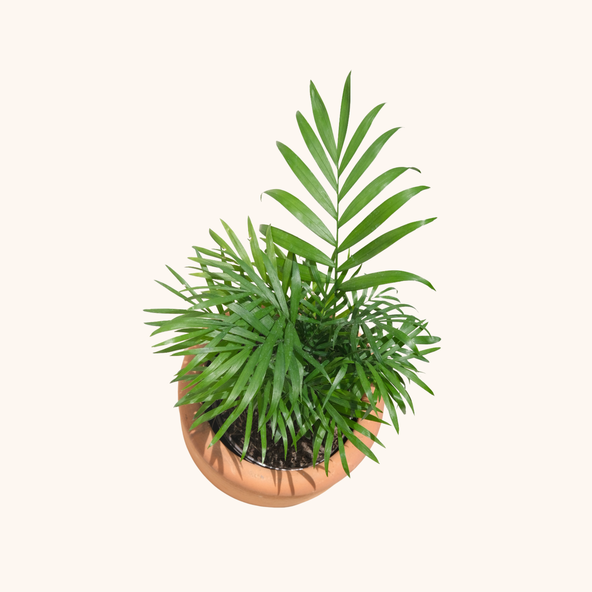 Camedor Palma