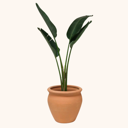 planta palma de viajero Palma del Viajero – Monstera Folks