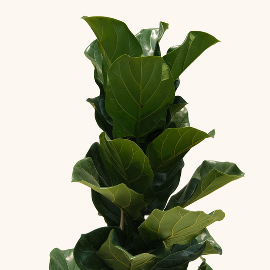 Ficus Pandurata o Lyrata