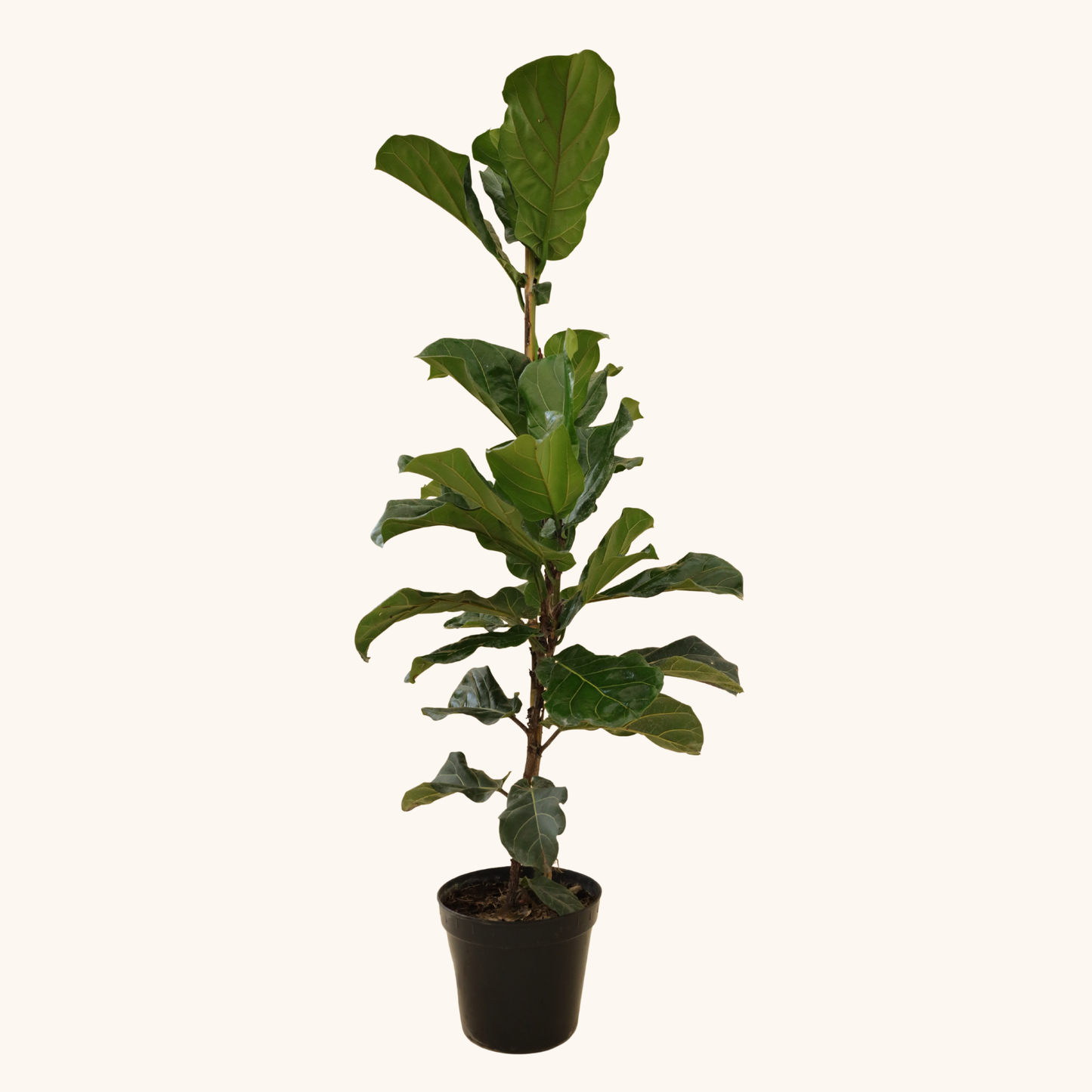 Ficus Pandurata o Lyrata