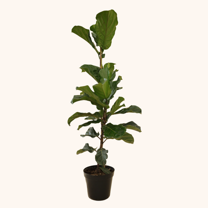 Ficus Pandurata o Lyrata