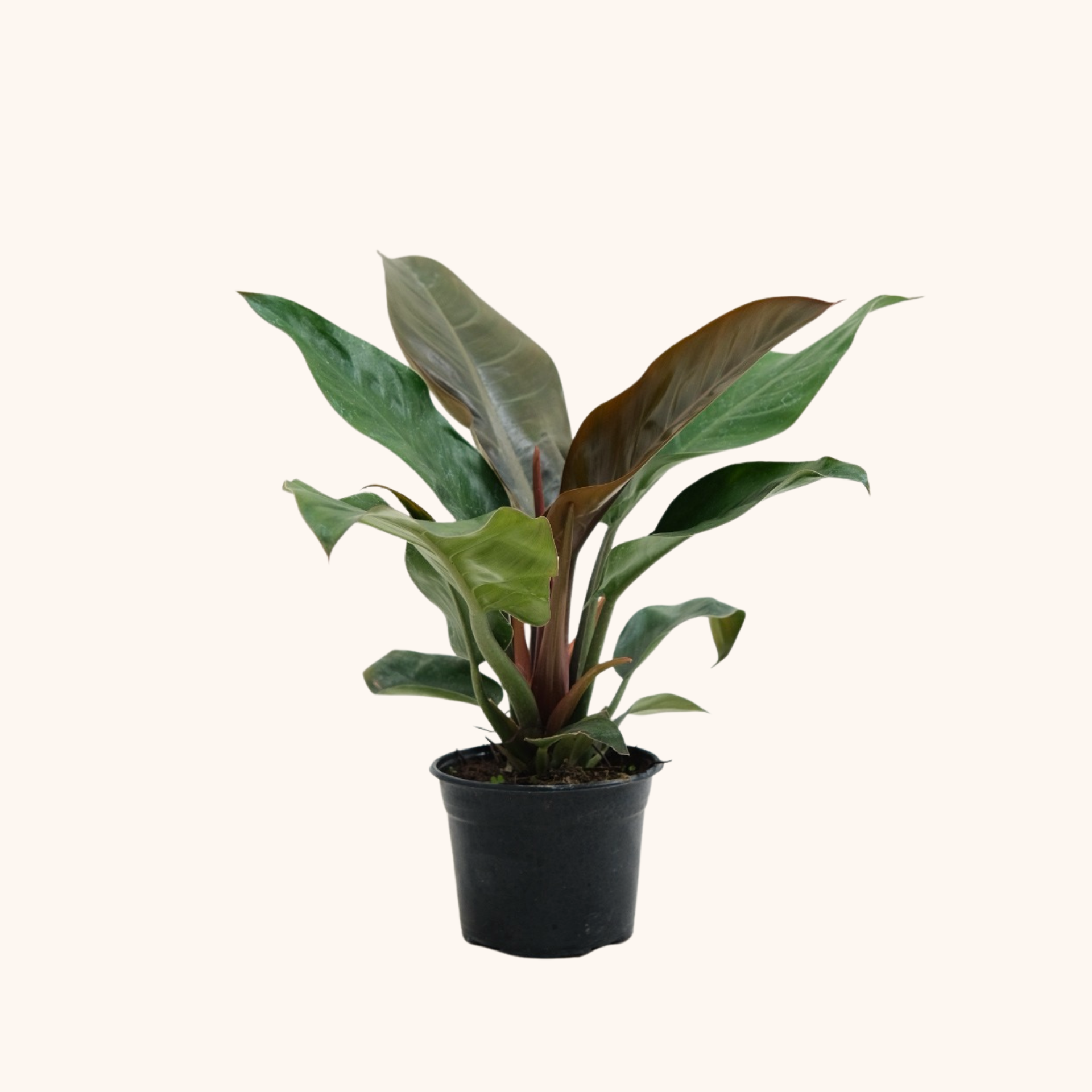 philodendron imperial verde Philodendron Imperial o verde
