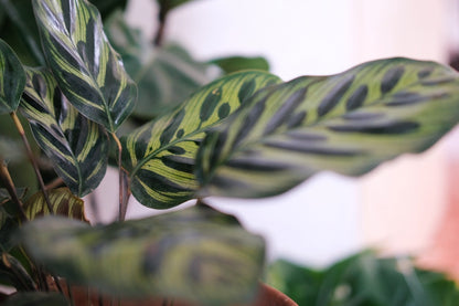 planta pavo real