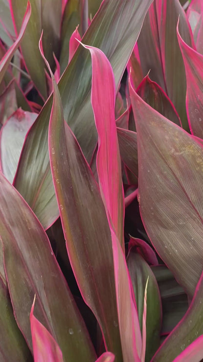 Dracaena Roja